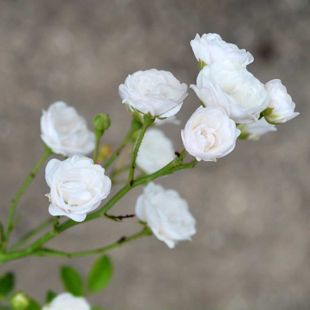 Rosa tappezzante Crystal Fairy