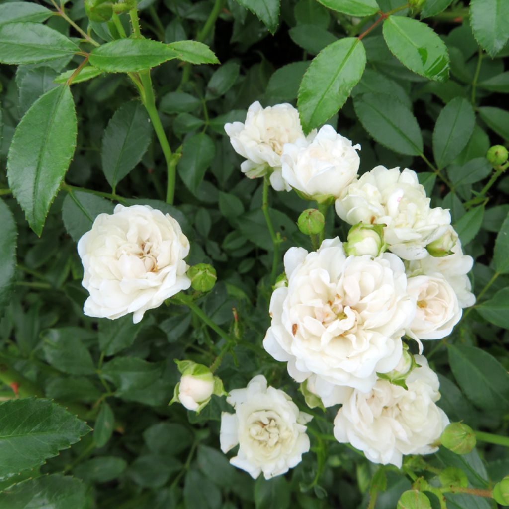 Rosa tappezzante Sea Foam