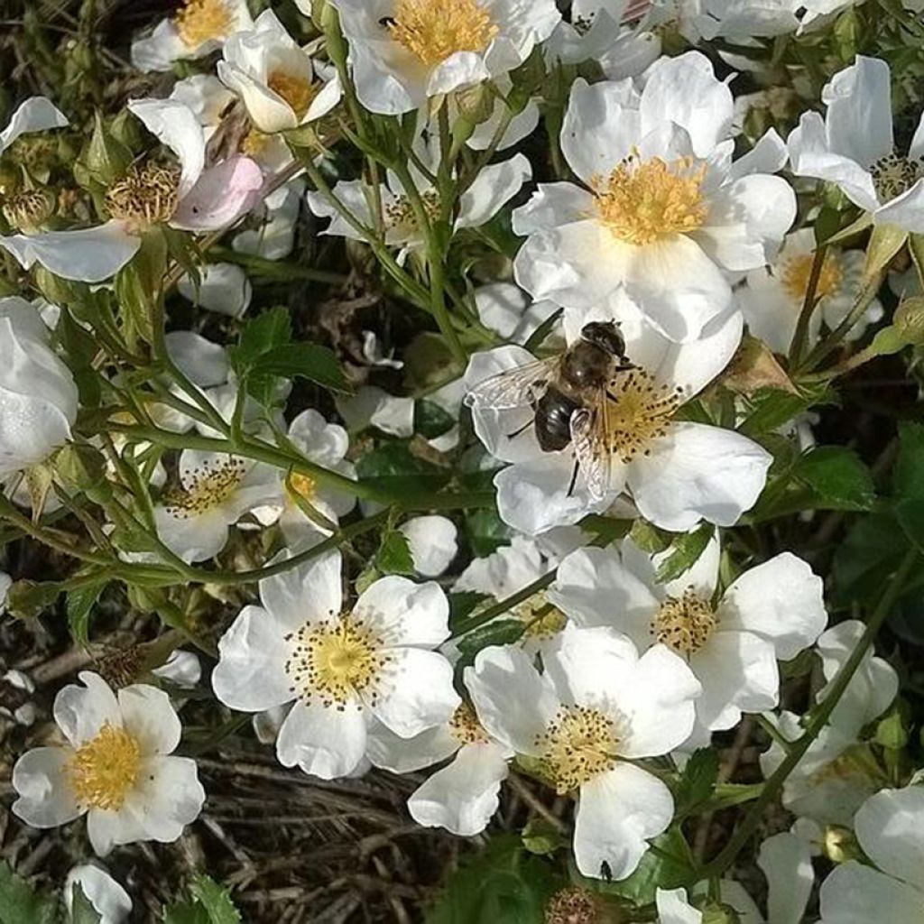 Rosa tappezzante Snow Star