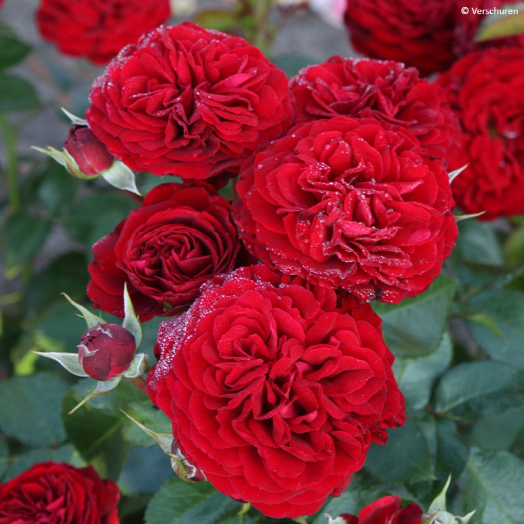 Rosa polyantha Bordeaux 'Korelamba'