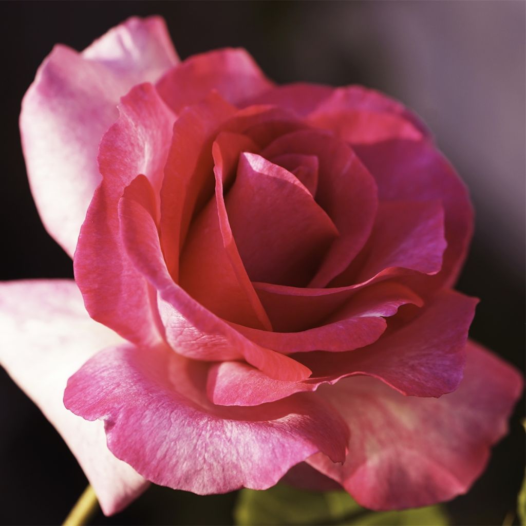 Rosa Guignol