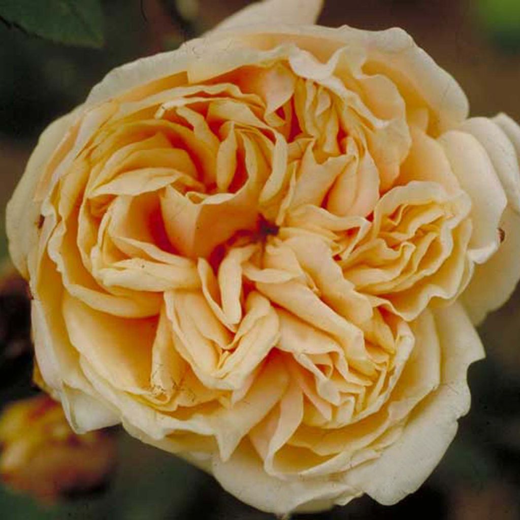 Rosa Gloire de Dijon - Rosa rampicante