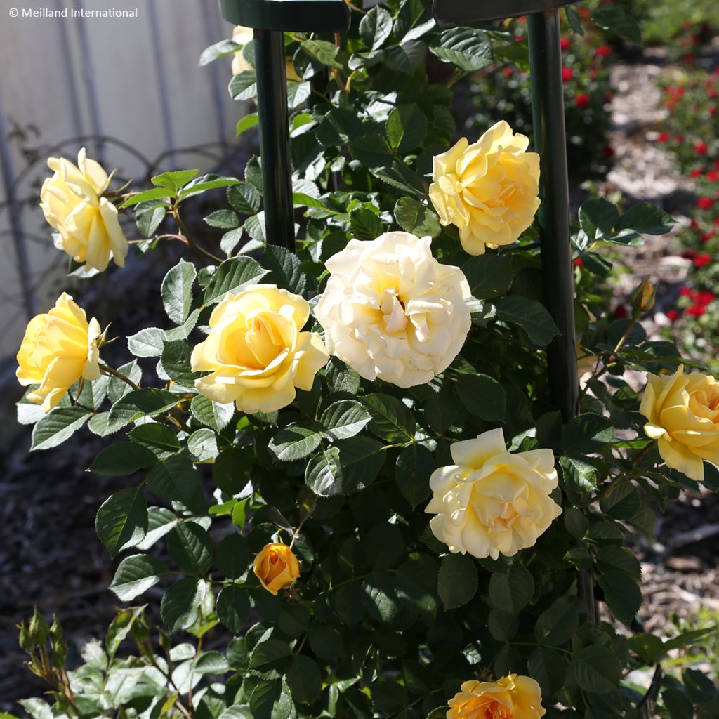 Rosa rampicante Golden Pareo Meipiyou