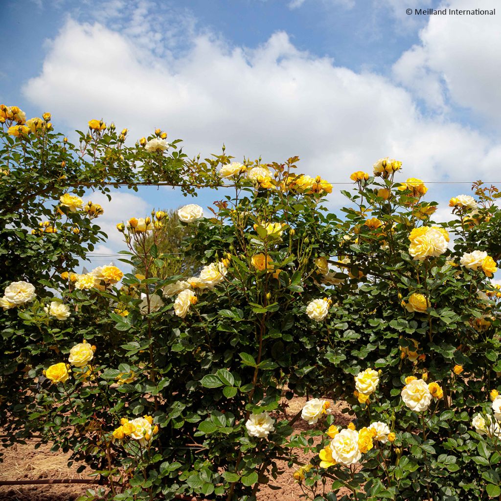 Rosa rampicante Golden Pareo Meipiyou