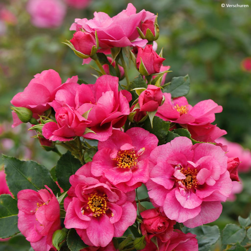 Rosa rampicante Orienta Aladdin