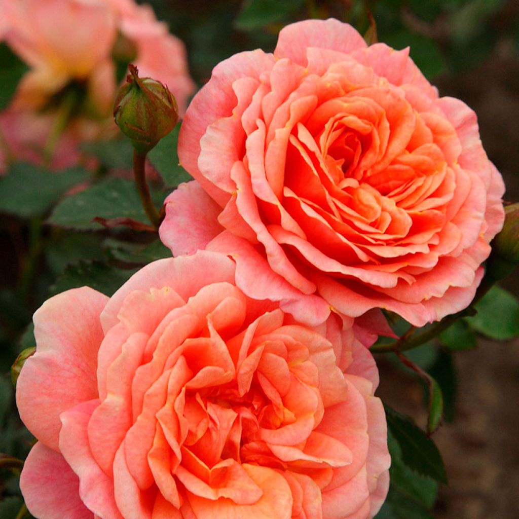 Rosa rampicante Peach Melba