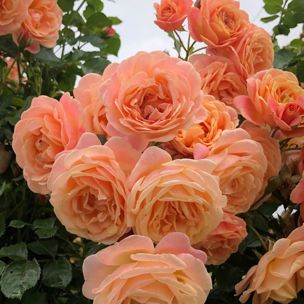 Rosa rampicante Peach Melba