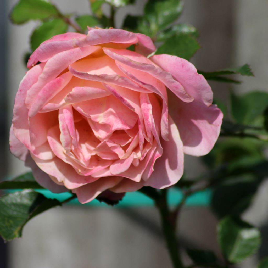 Rosa rampicante Peach Melba