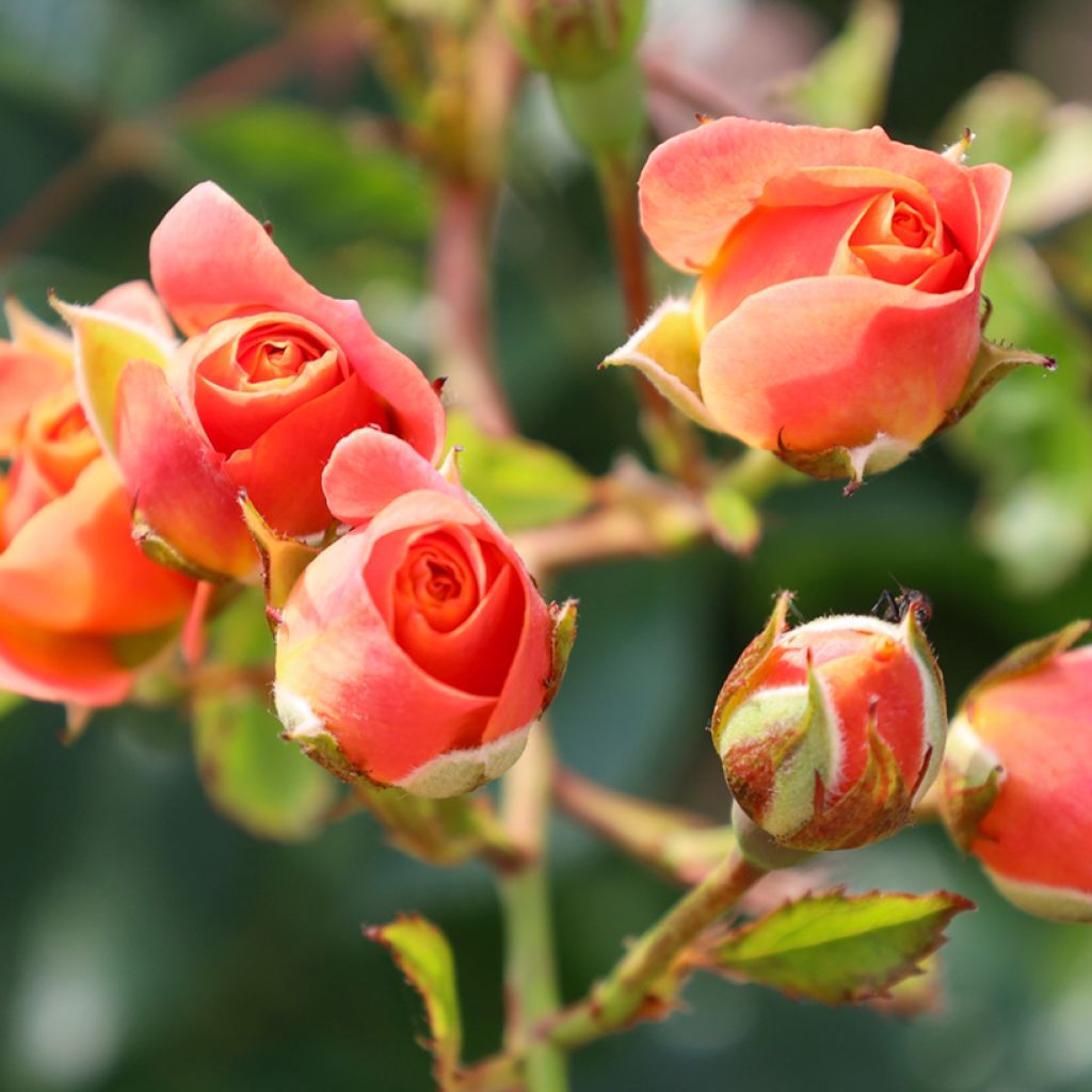 Rosa rampicante Peach Melba