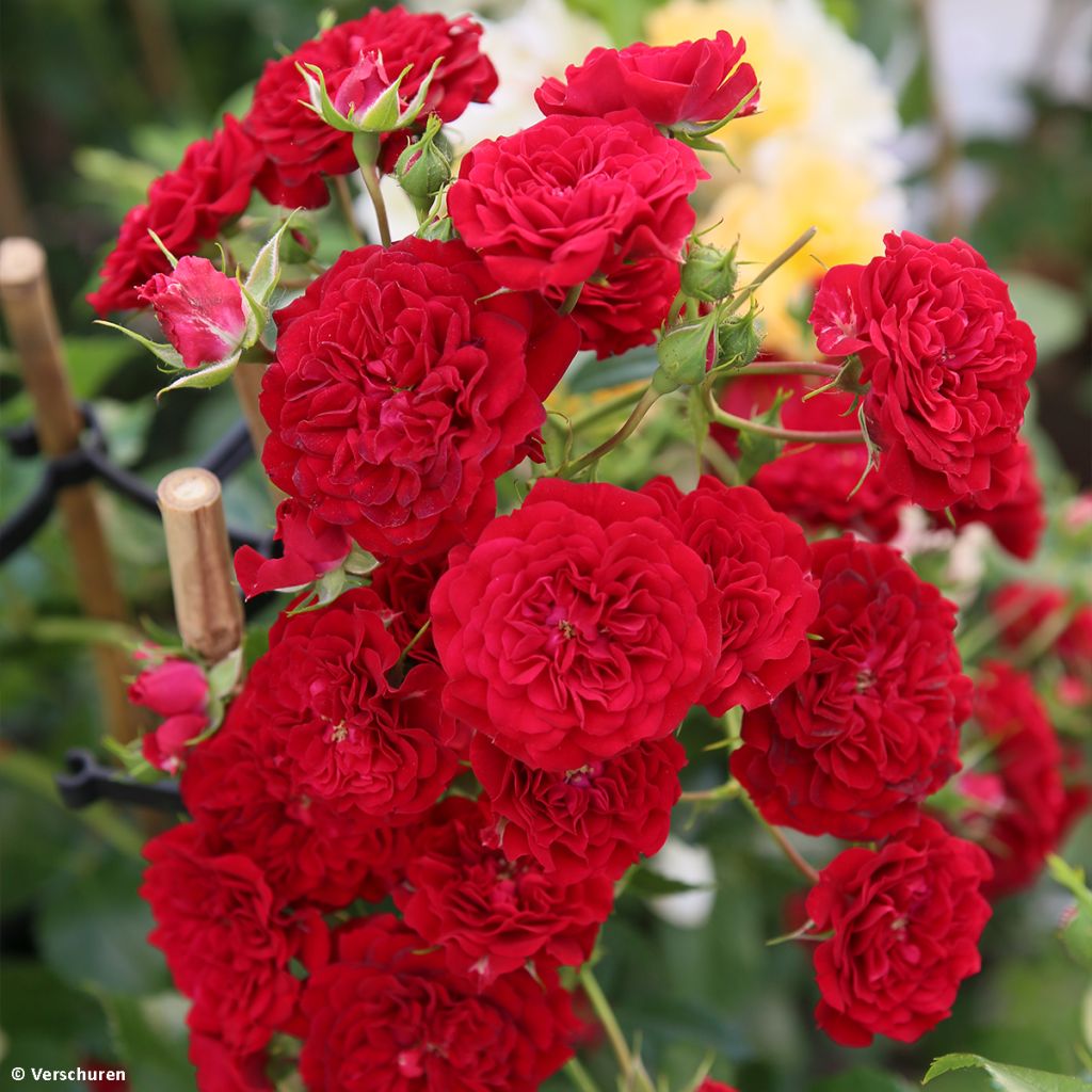 Rosa rampicante Siluetta Crimson