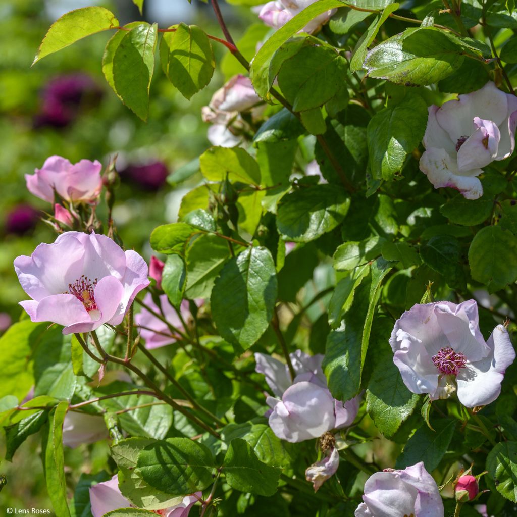 Rosa rampicante Sourire d'Isabelle