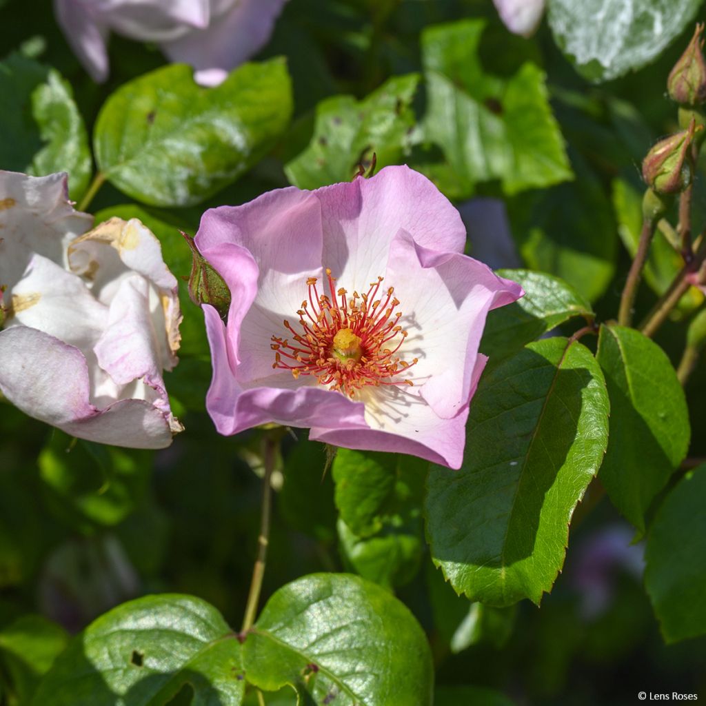 Rosa rampicante Sourire d'Isabelle