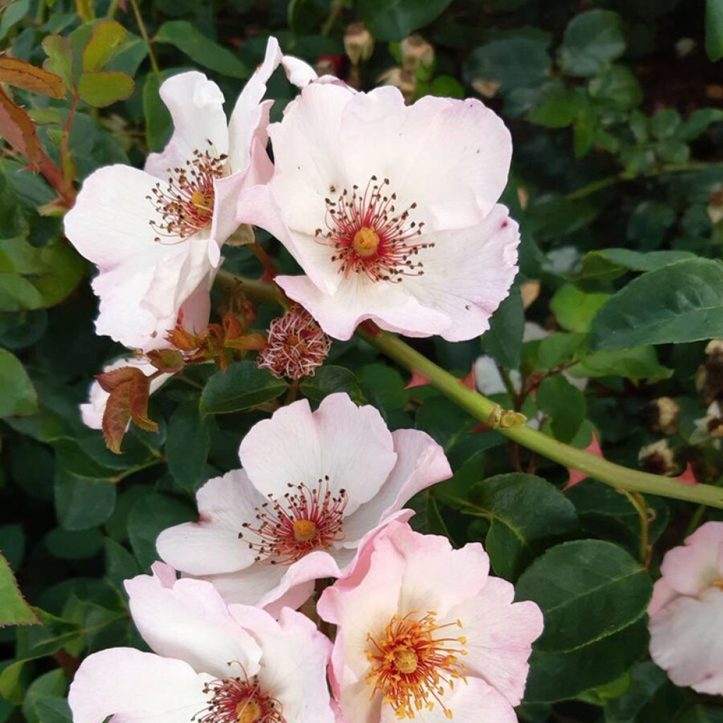 Rosa rampicante Sourire d'Isabelle