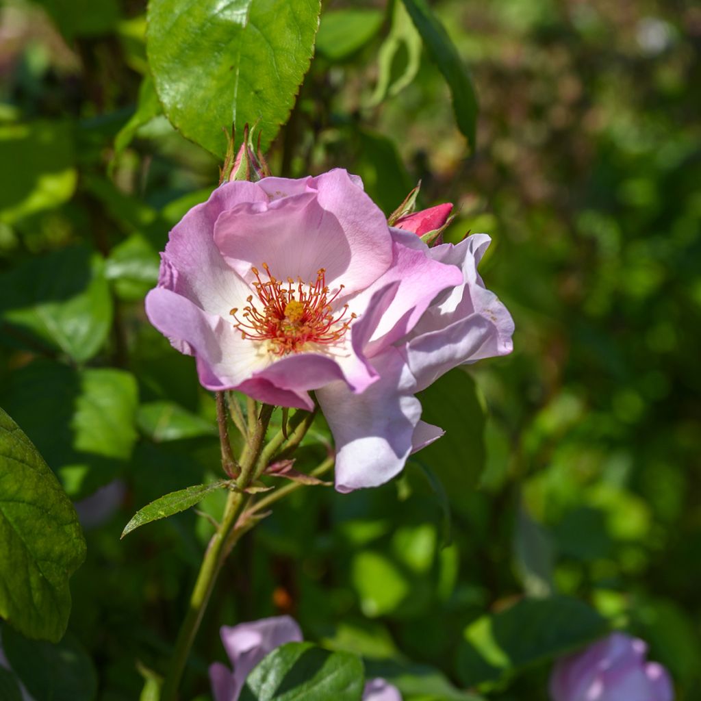 Rosa rampicante Sourire d'Isabelle