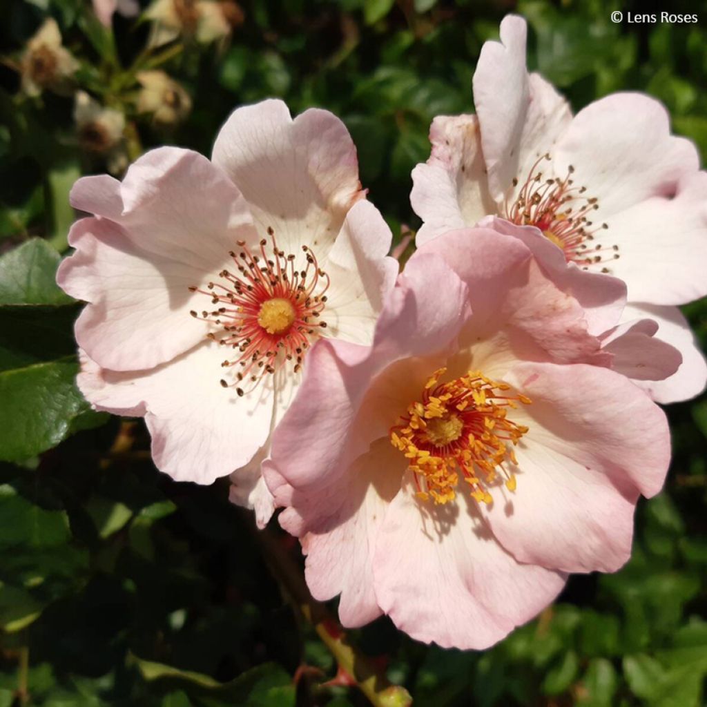 Rosa rampicante Sourire d'Isabelle