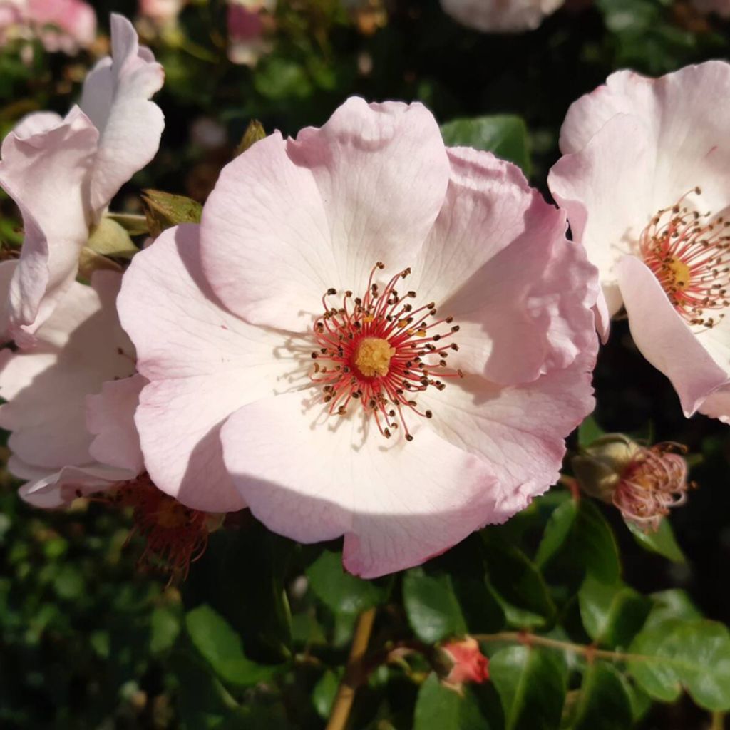 Rosa rampicante Sourire d'Isabelle