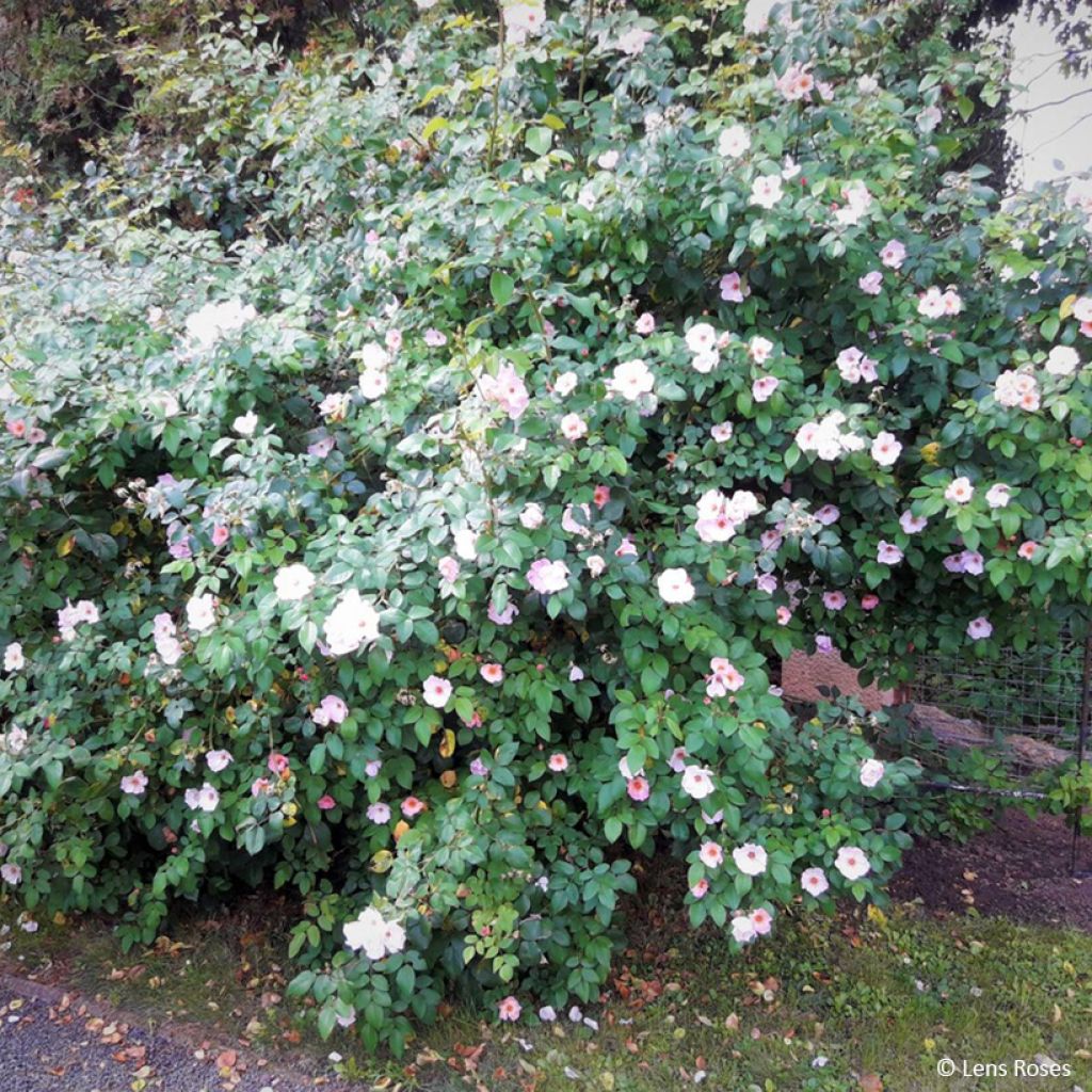 Rosa rampicante Sourire d'Isabelle