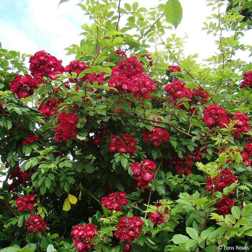 Rosa rampicante Wilderode