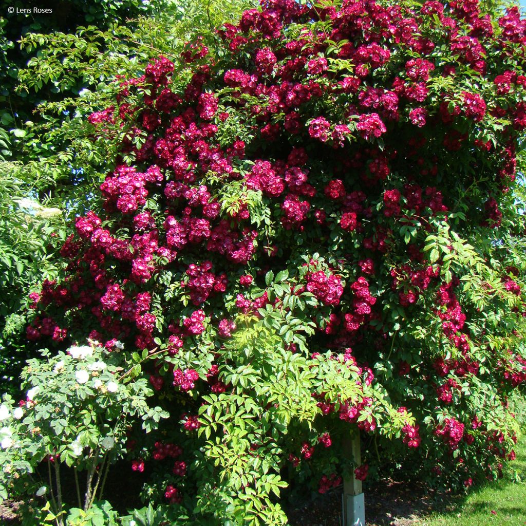 Rosa rampicante Wilderode