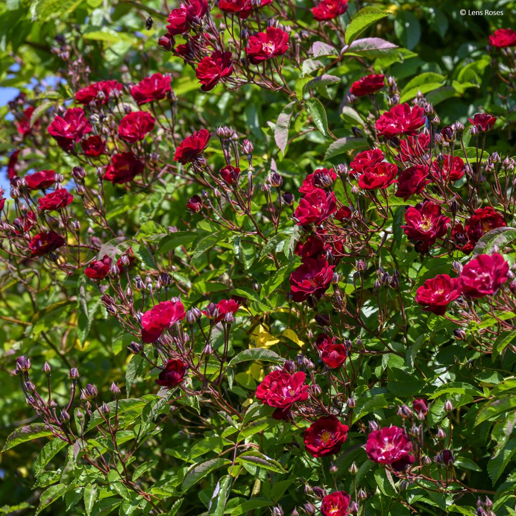 Rosa rampicante Wilderode