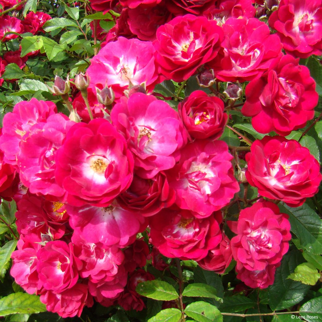 Rosa rampicante Wilderode