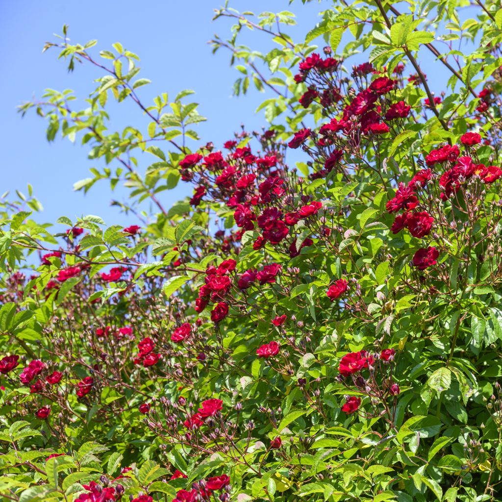 Rosa rampicante Wilderode