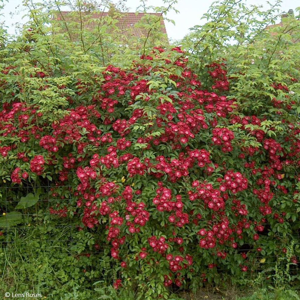 Rosa rampicante Wilderode