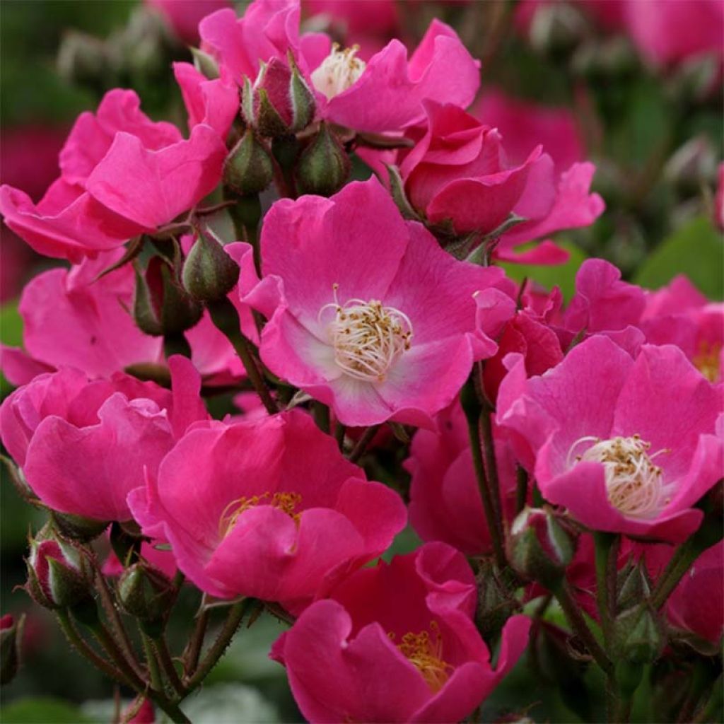 Rosa multiflora Maria Lisa