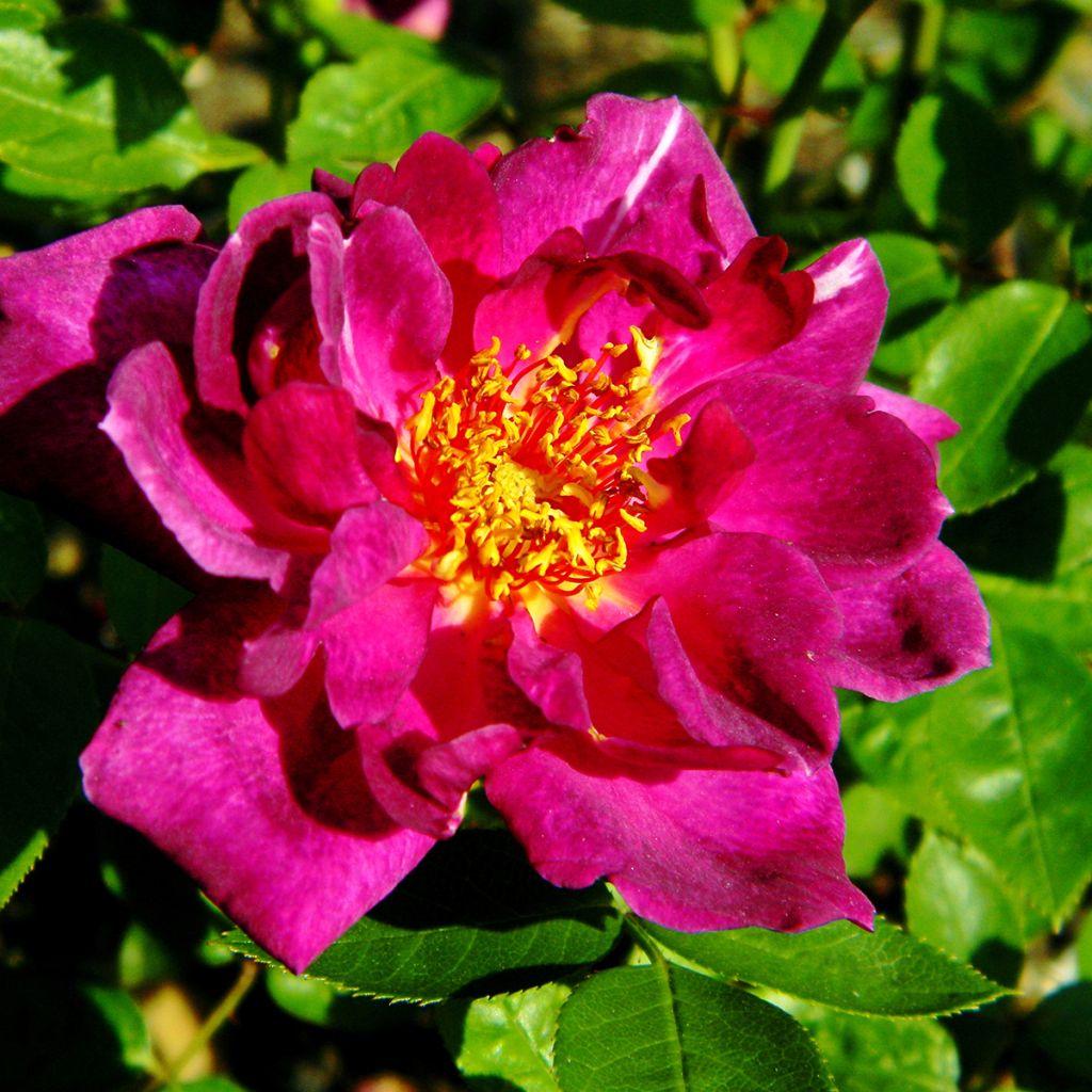 Rosa tappezzante Bluesette