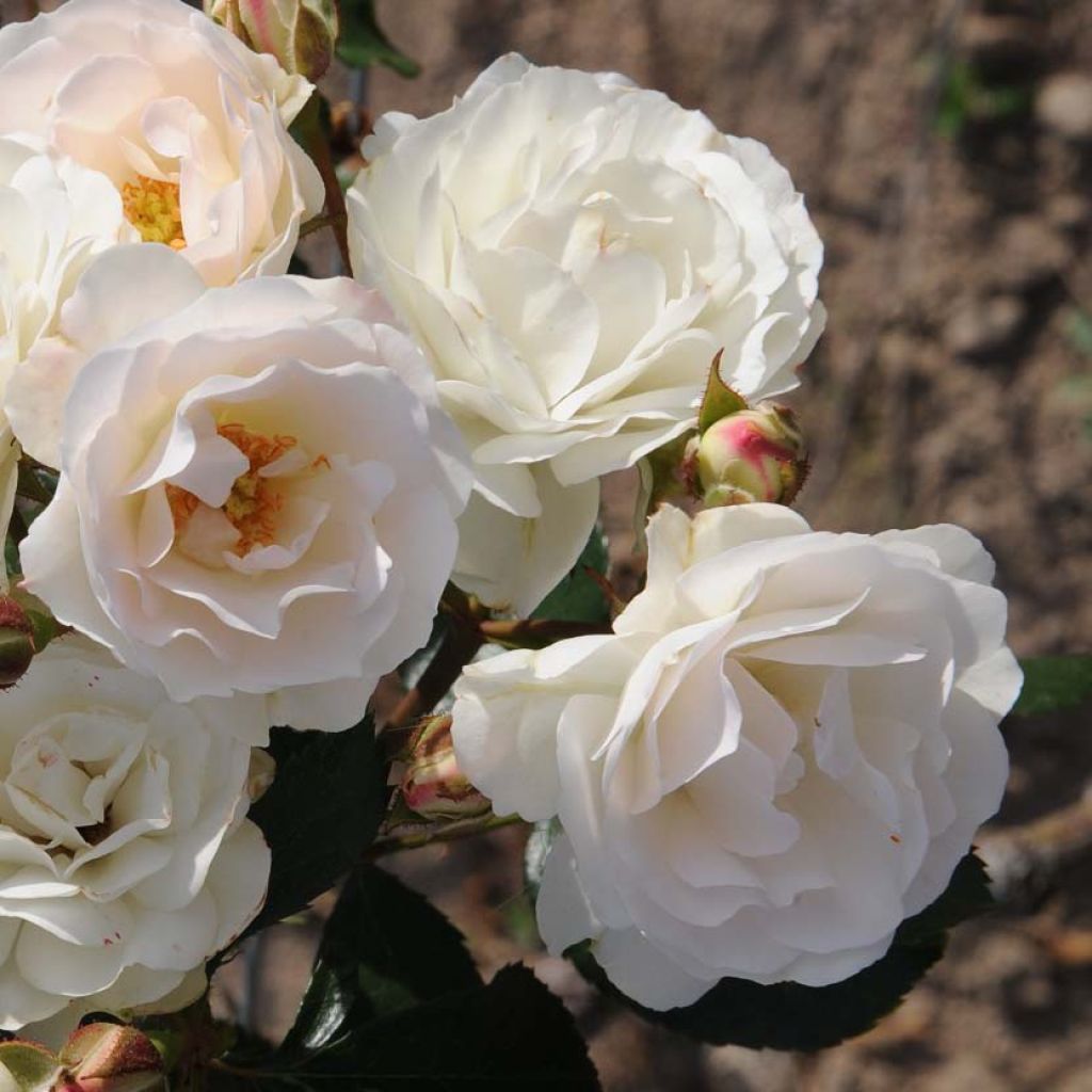 Rosa tappezzante Bordure Blanche 'Delbobla'