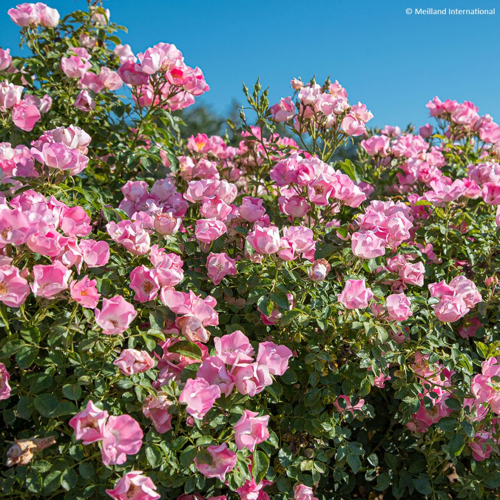 Rosa polyantha Friendly Pink