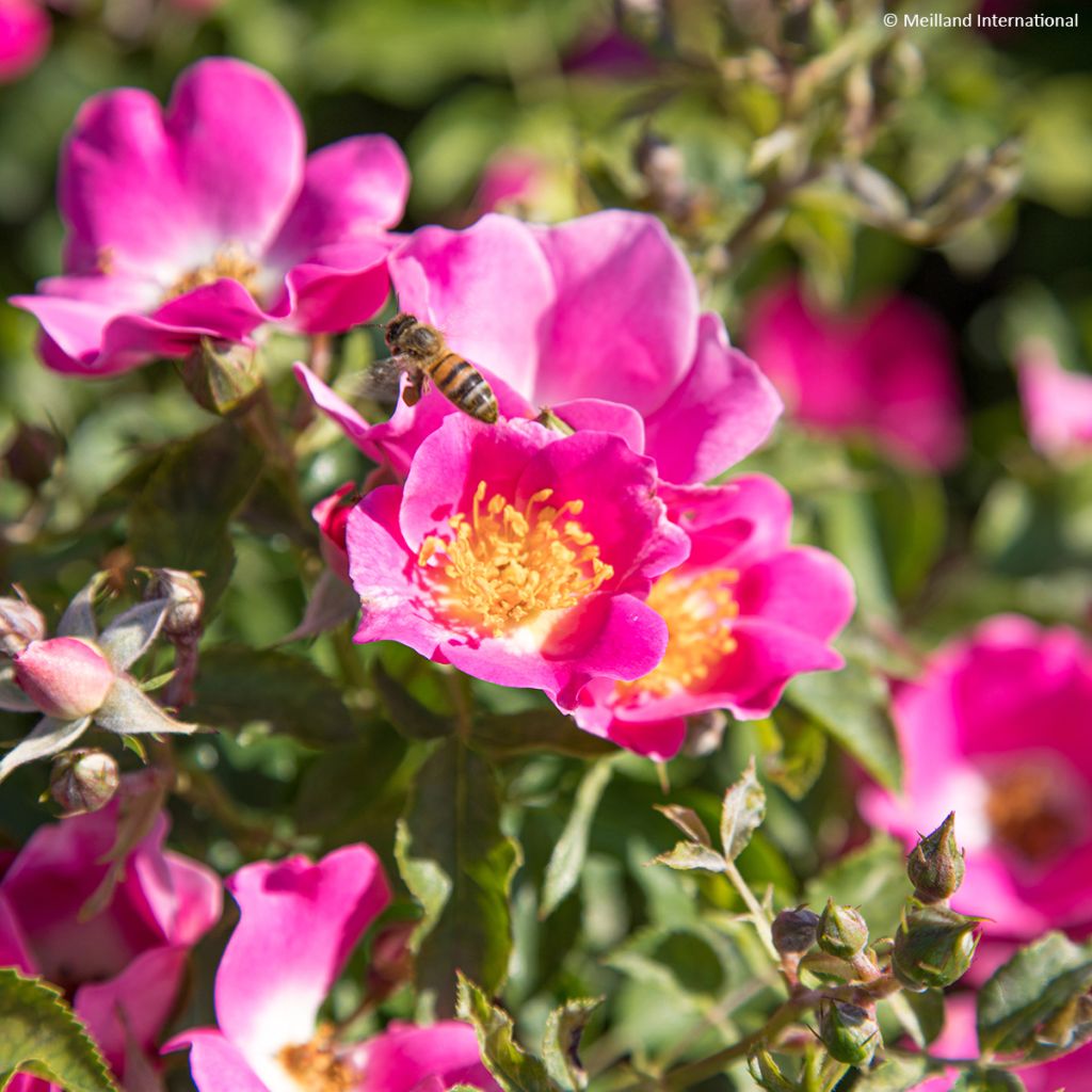 Rosa polyantha Friendly Purple