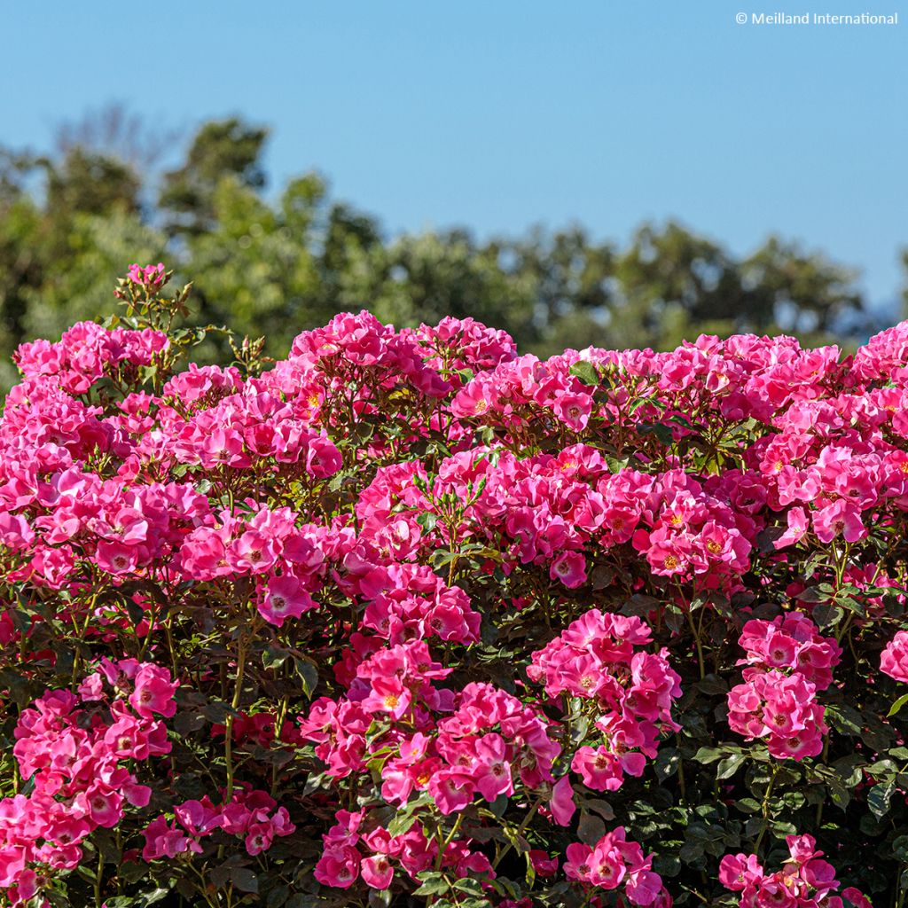 Rosa polyantha Friendly Purple