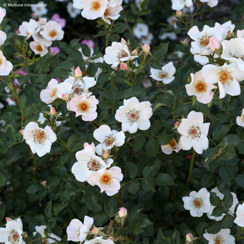 Rosa polyantha Friendly Sweet