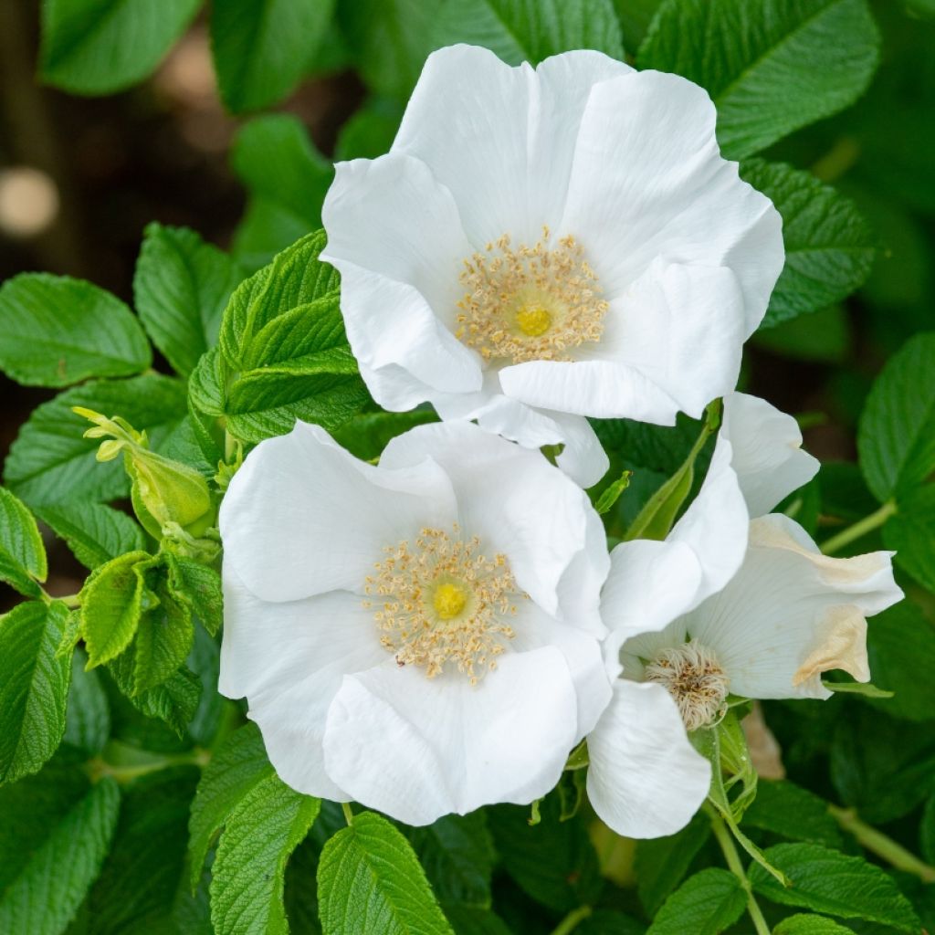 Rosa rugosa Alba