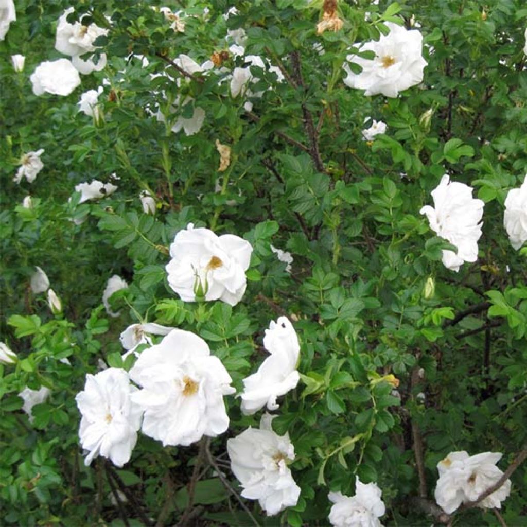 Rosier rugosa Blanc double de Coubert