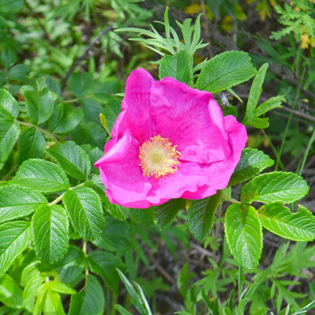 Rosa rugosa Frau Dagmar Hastrup