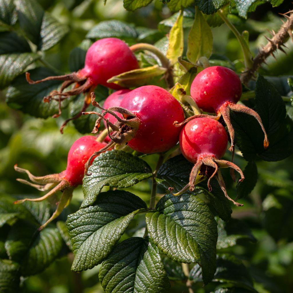 Rosa rugosa Frau Dagmar Hastrup