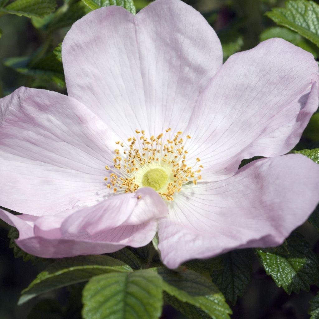 Rosa rugosa Frau Dagmar Hastrup