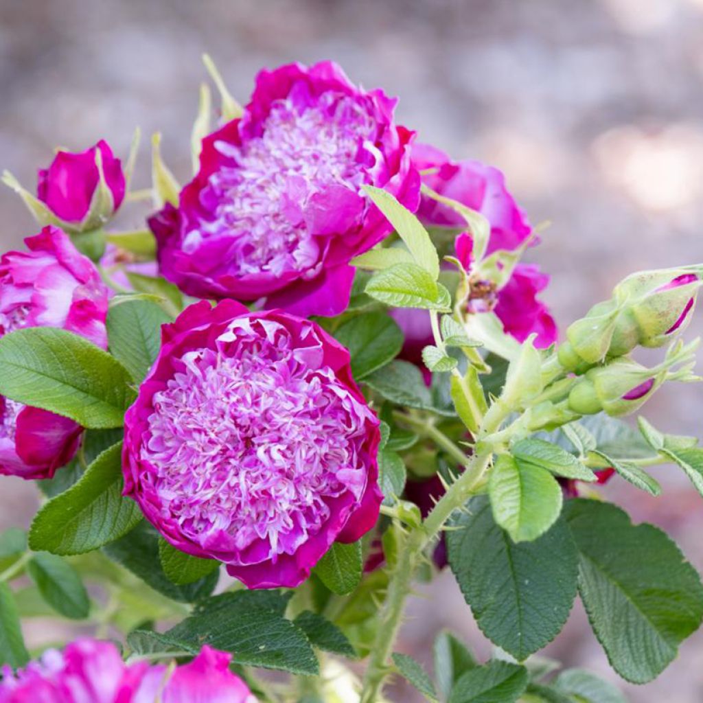 Rosa rugosa Pompom Perfume