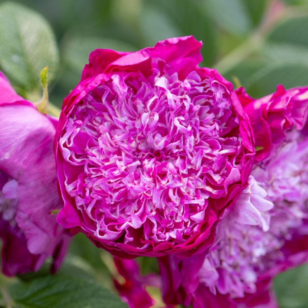 Rosa rugosa Pompom Perfume