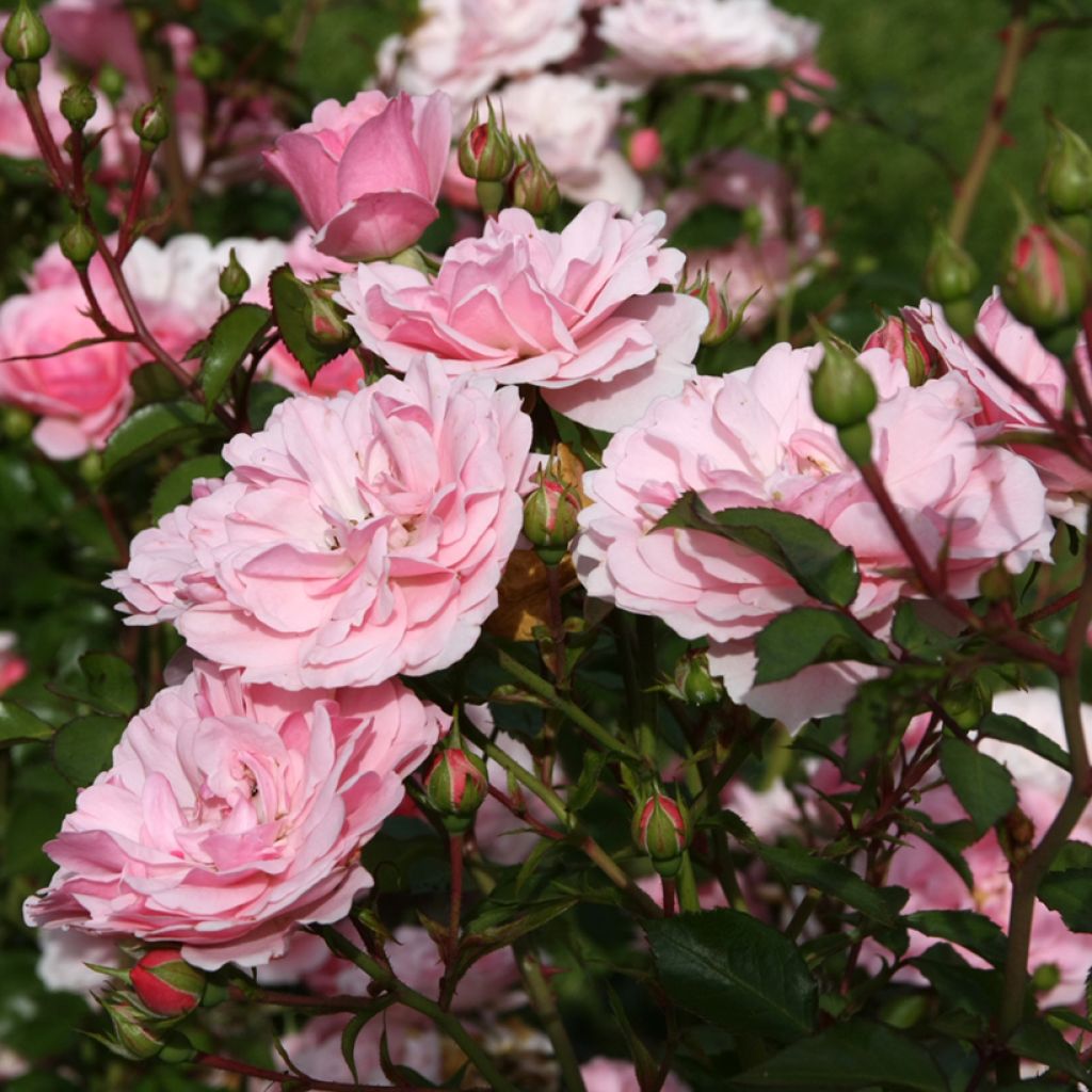 Rosa ad alberello Bonica