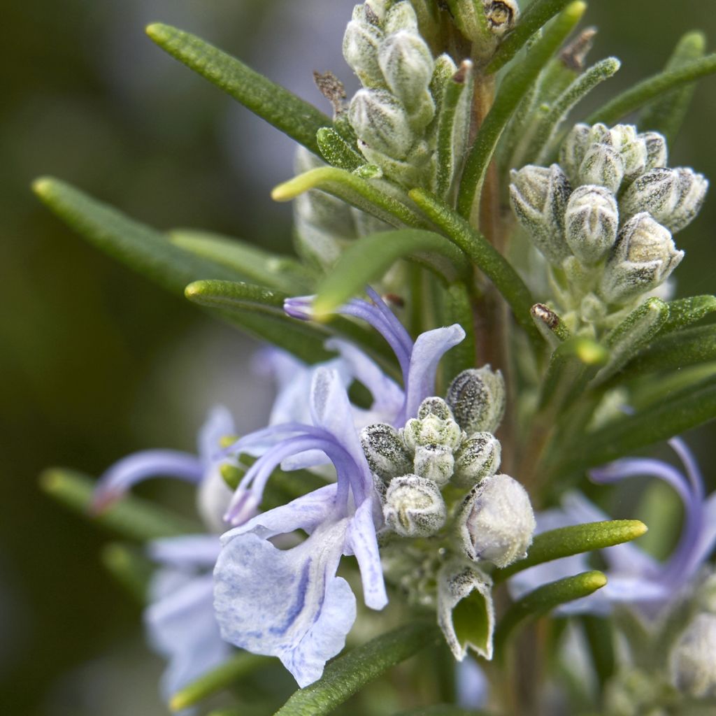 Romarin - Rosmarinus officinalis Mrs. Jessop's Upright