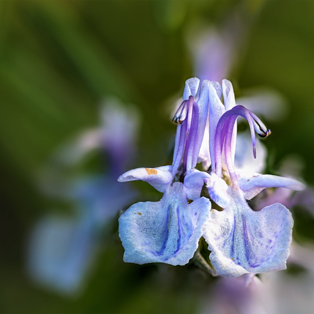 Romarin - Rosmarinus officinalis Mrs. Jessop's Upright