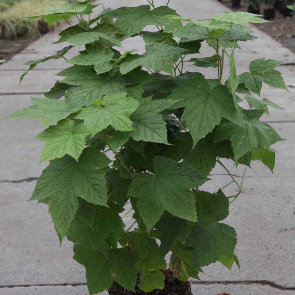 Rubus Benenden - Ronce d'ornement.