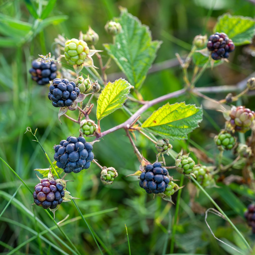 Rovo bluastro - Rubus caesius