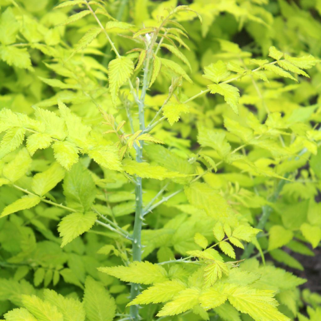 Rubus cockburnianus Golden Vale - Rovo dal gambo bianco