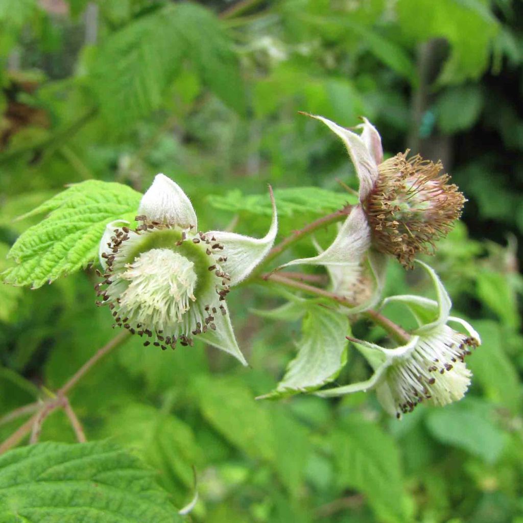 Framboisier Rustica - Rubus idaeus