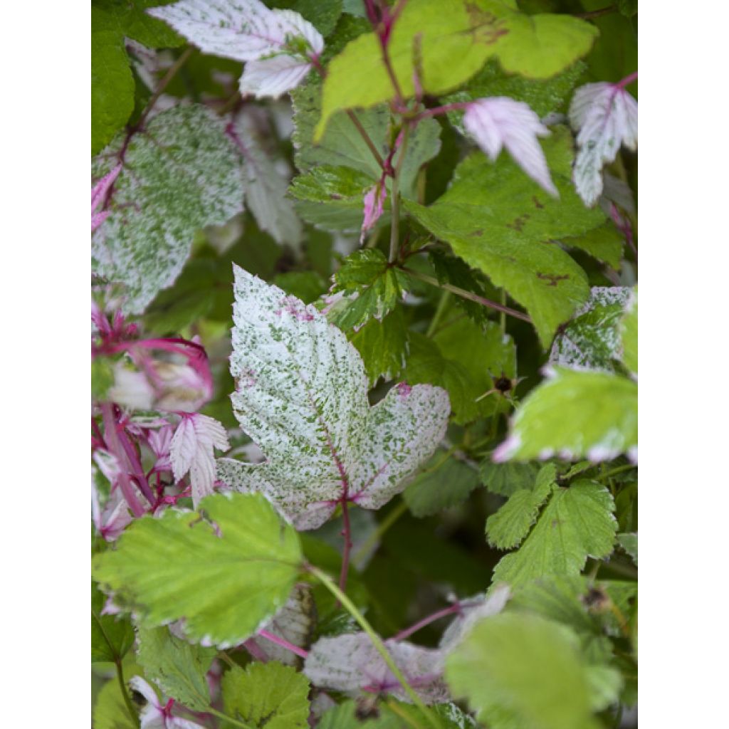 Rubus microphyllus Variegatus' - Rovo ornamentale