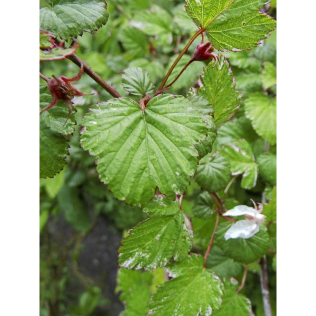 Rubus microphyllus Variegatus' - Rovo ornamentale